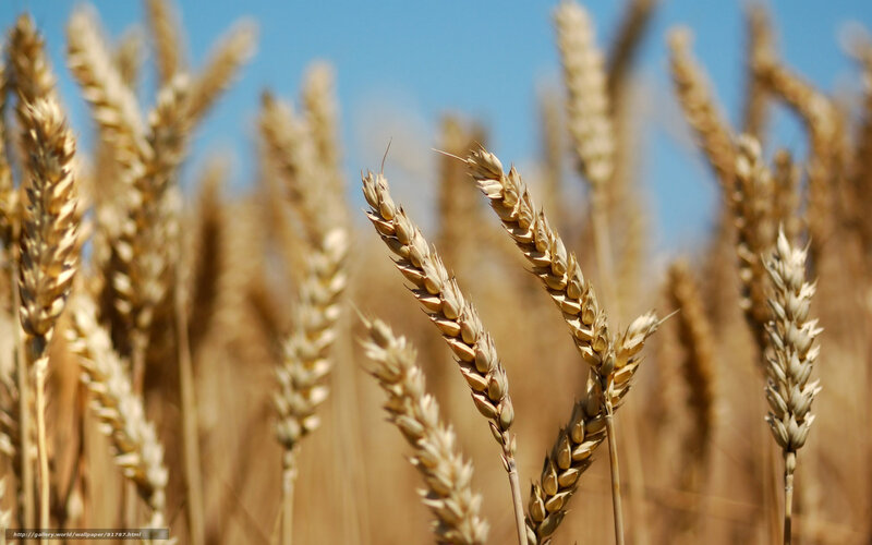 Golden wheat field under blue sky