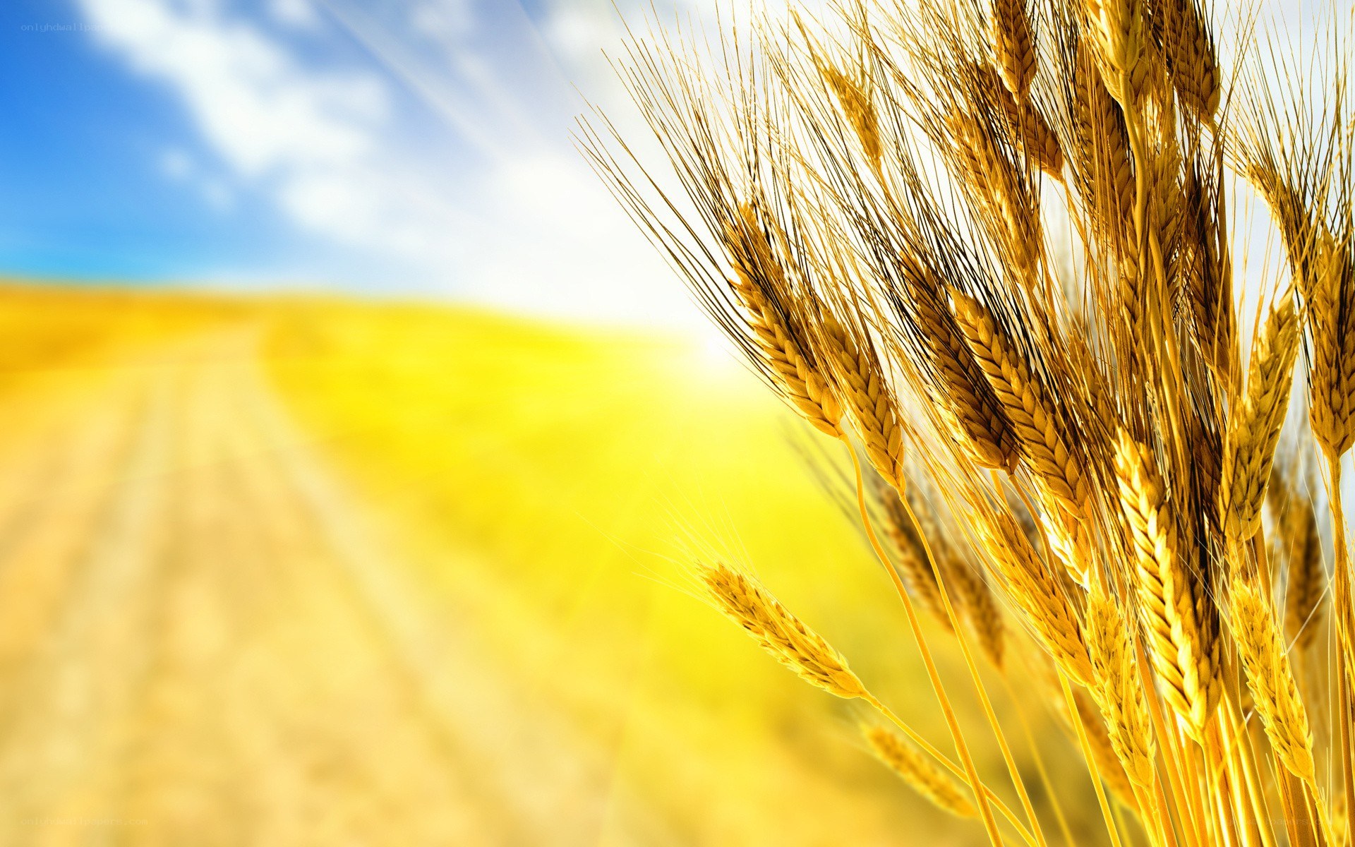 Golden wheat field under blue sky
