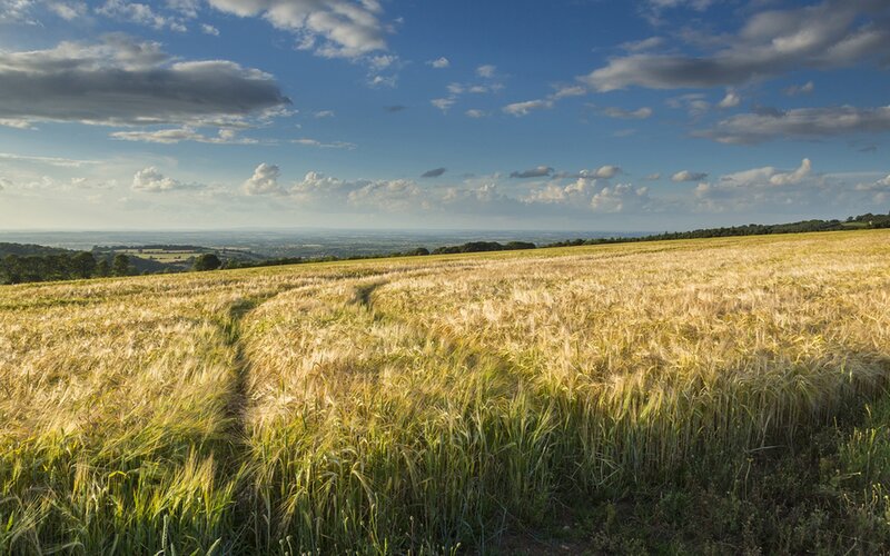 Golden wheat field under blue sky