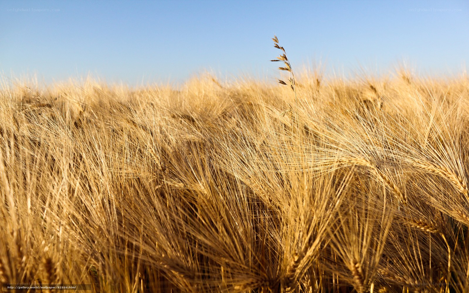 Golden wheat field under blue sky