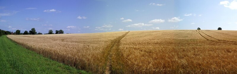 Golden wheat field under blue sky