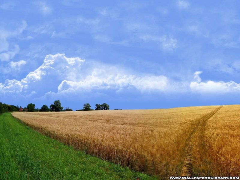 Golden wheat field under blue sky