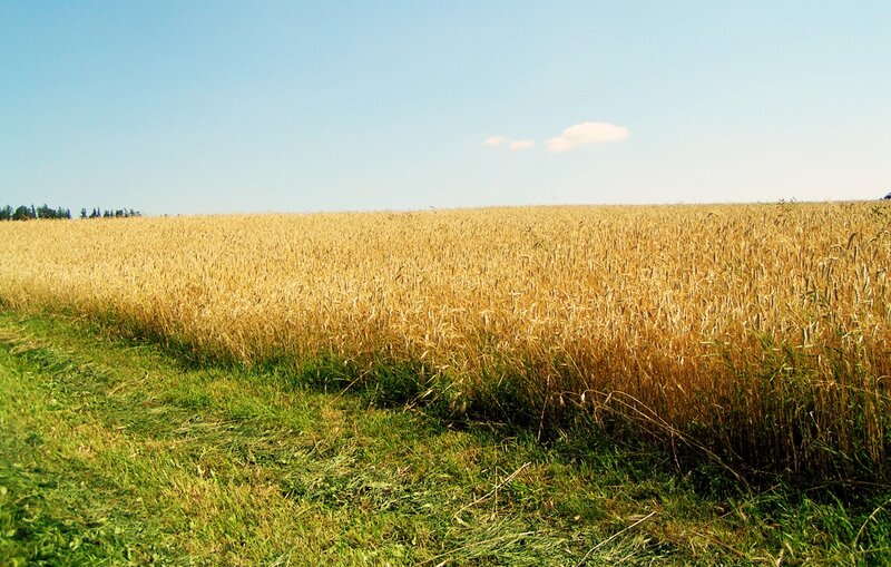Golden wheat field under blue sky