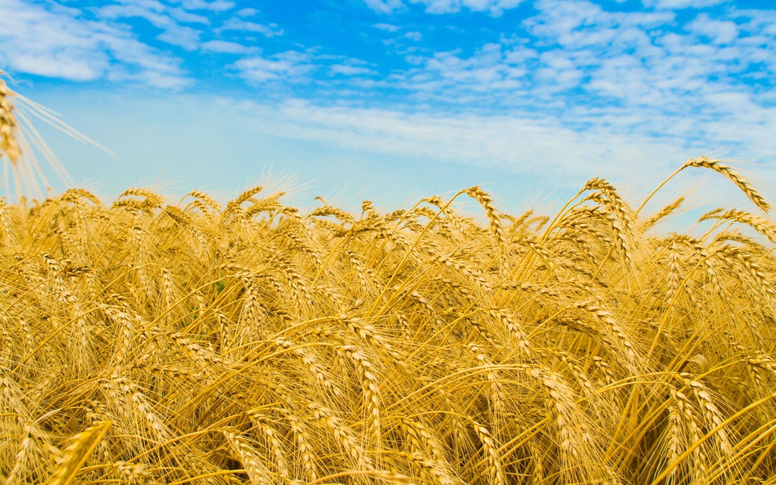 Golden wheat field under blue sky
