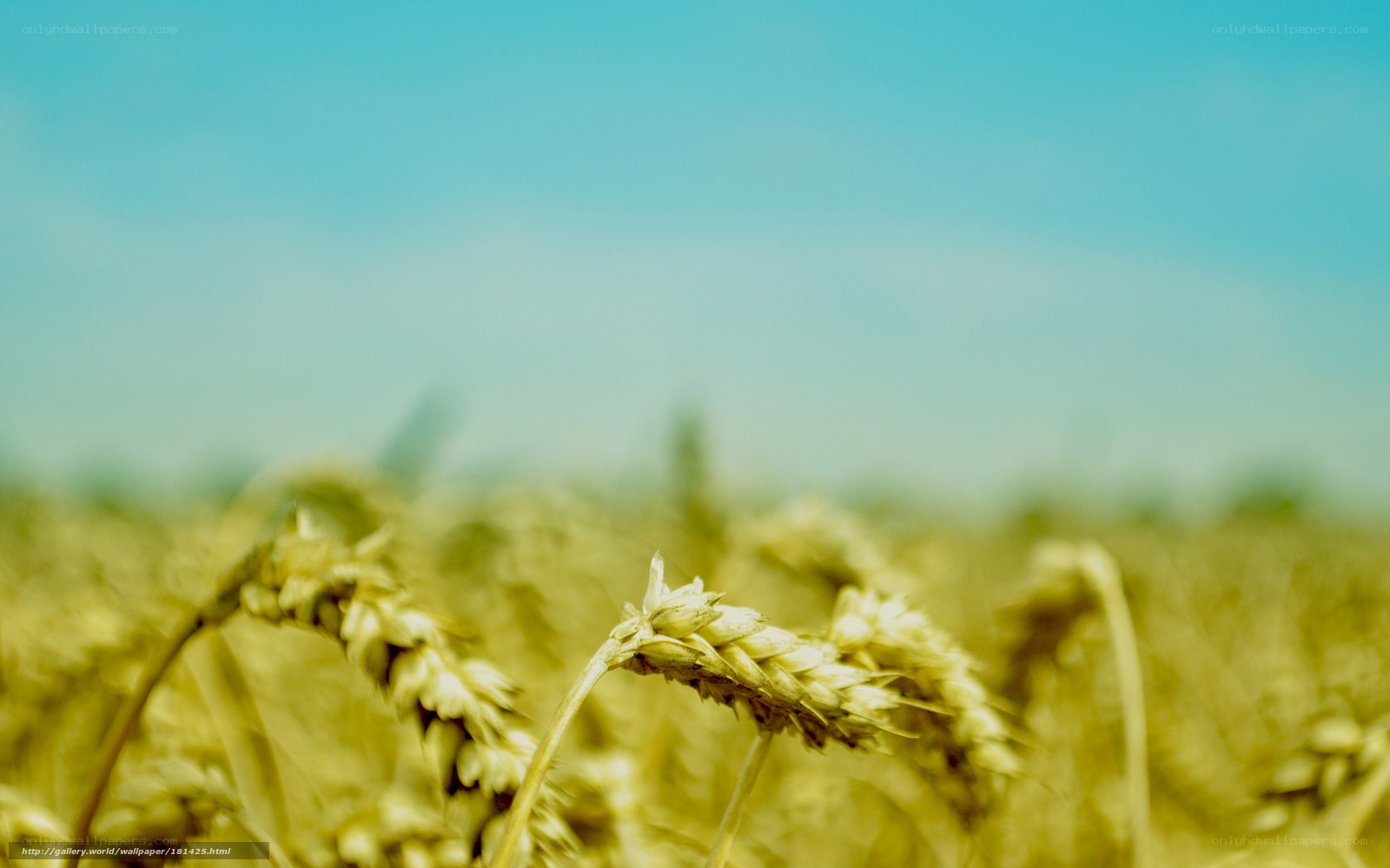 Golden wheat field under blue sky