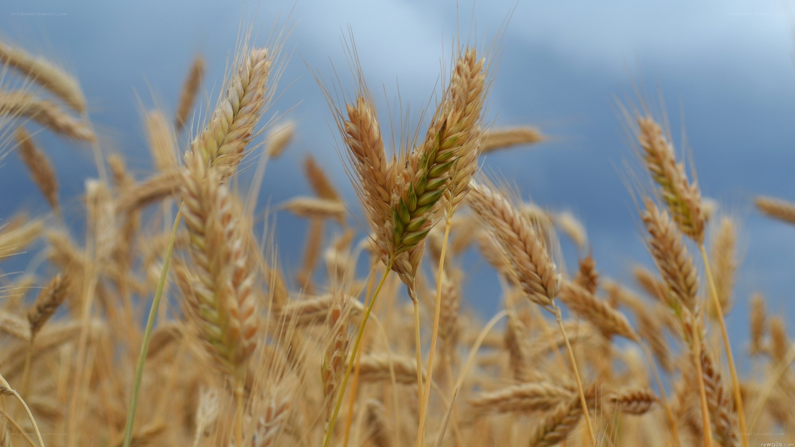 Golden wheat field under blue sky