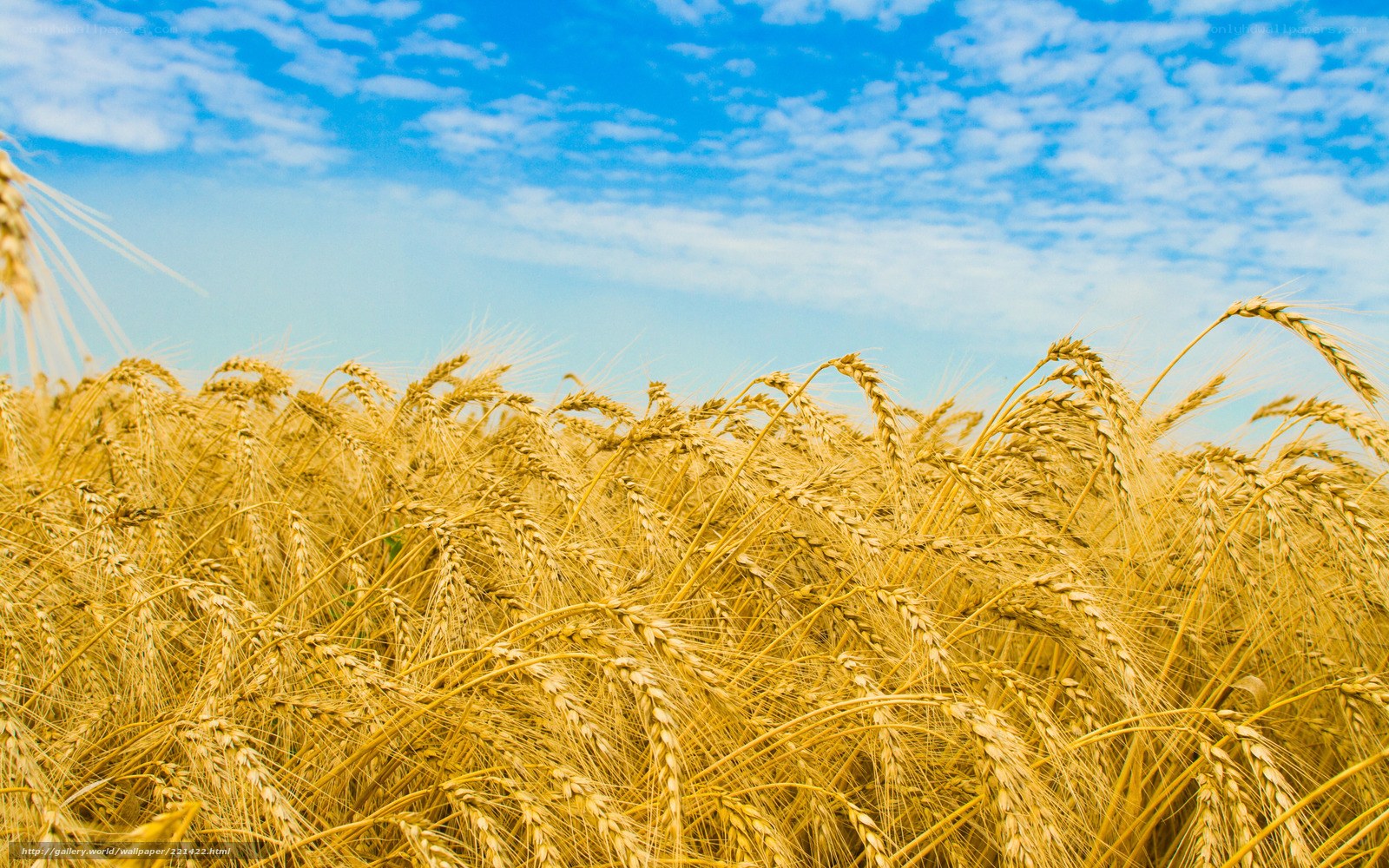 Golden wheat field under blue sky