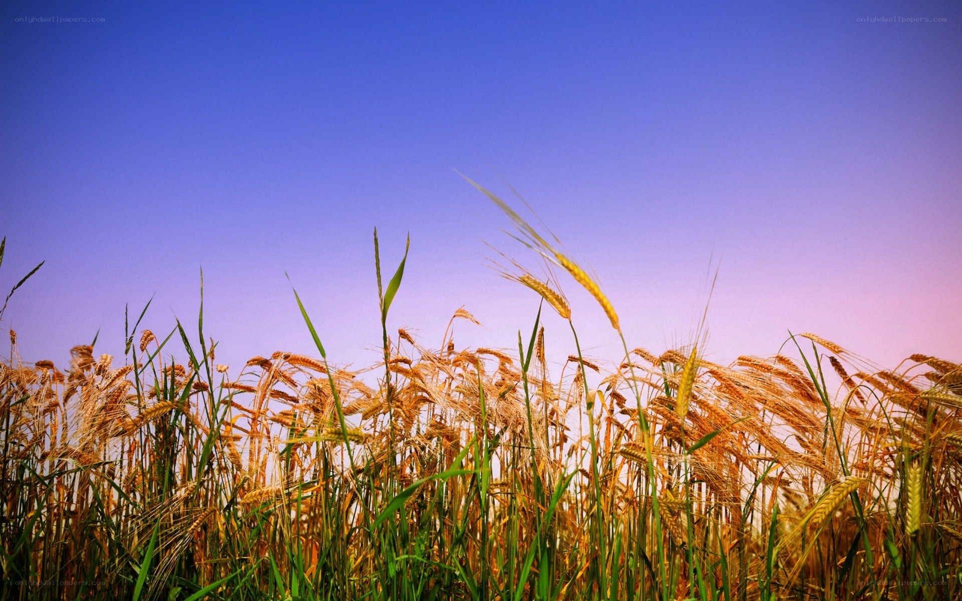 Golden wheat field under blue sky