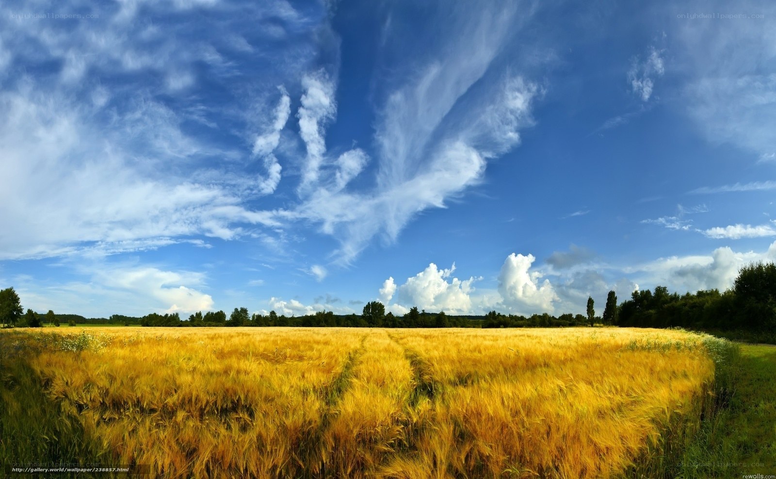 Golden wheat field under blue sky
