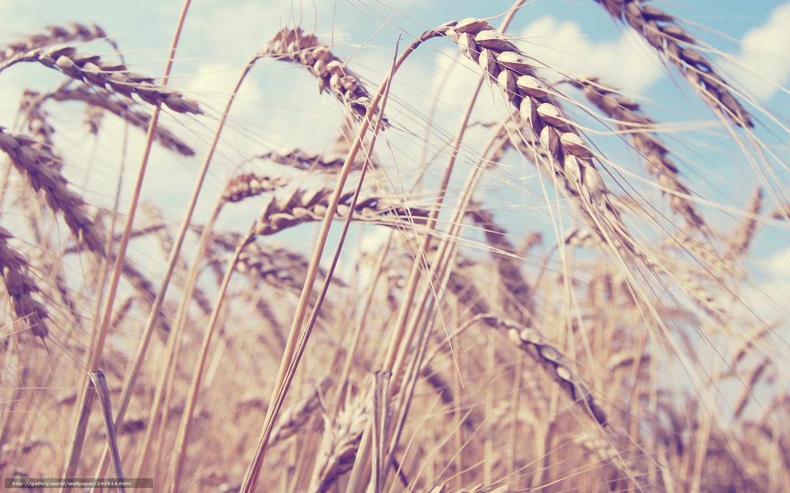 Golden wheat field under blue sky
