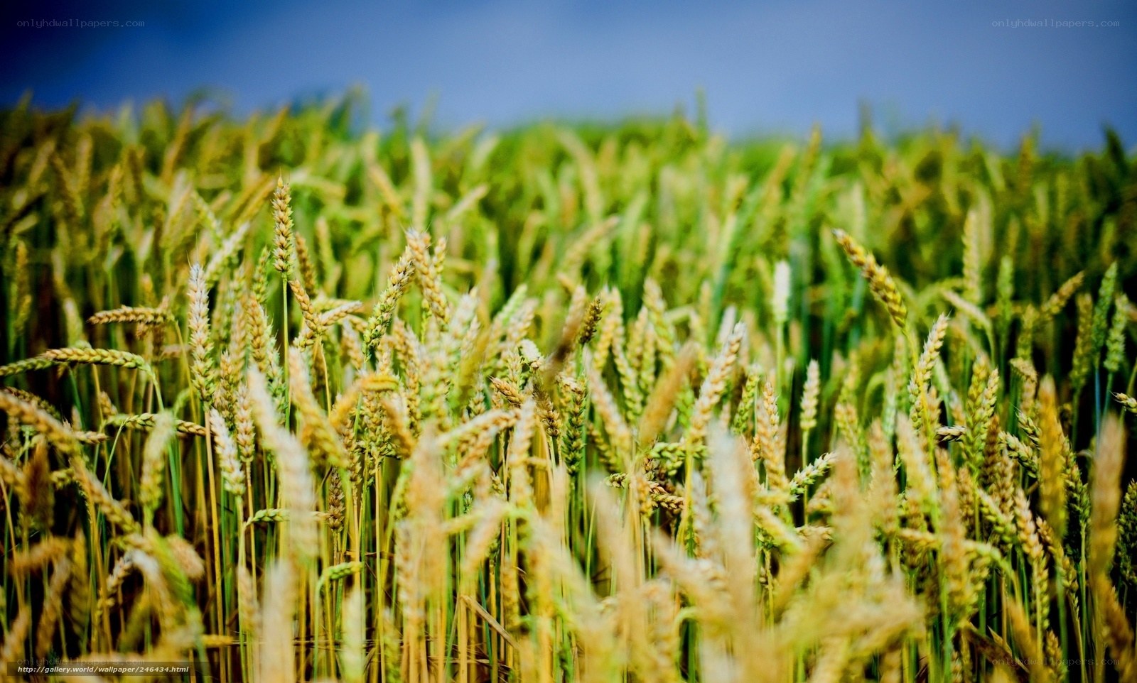 Golden wheat field under blue sky