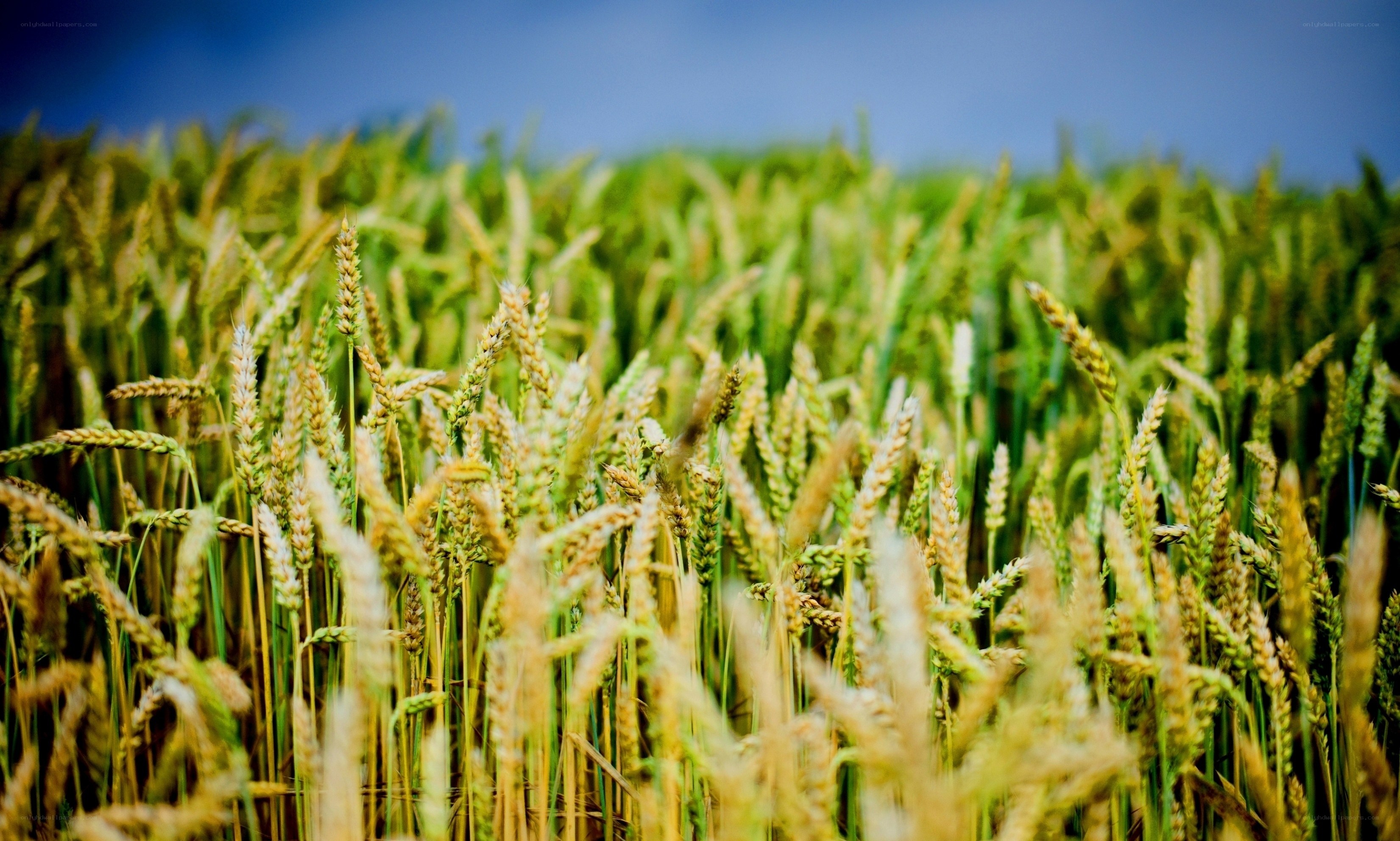 Golden wheat field under blue sky