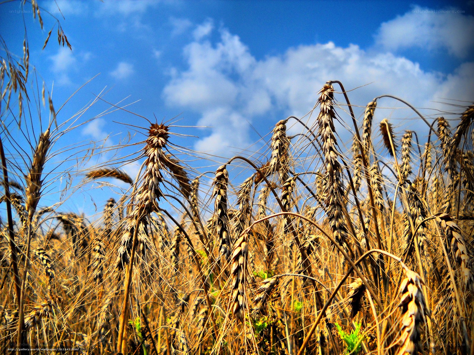 Golden wheat field under blue sky