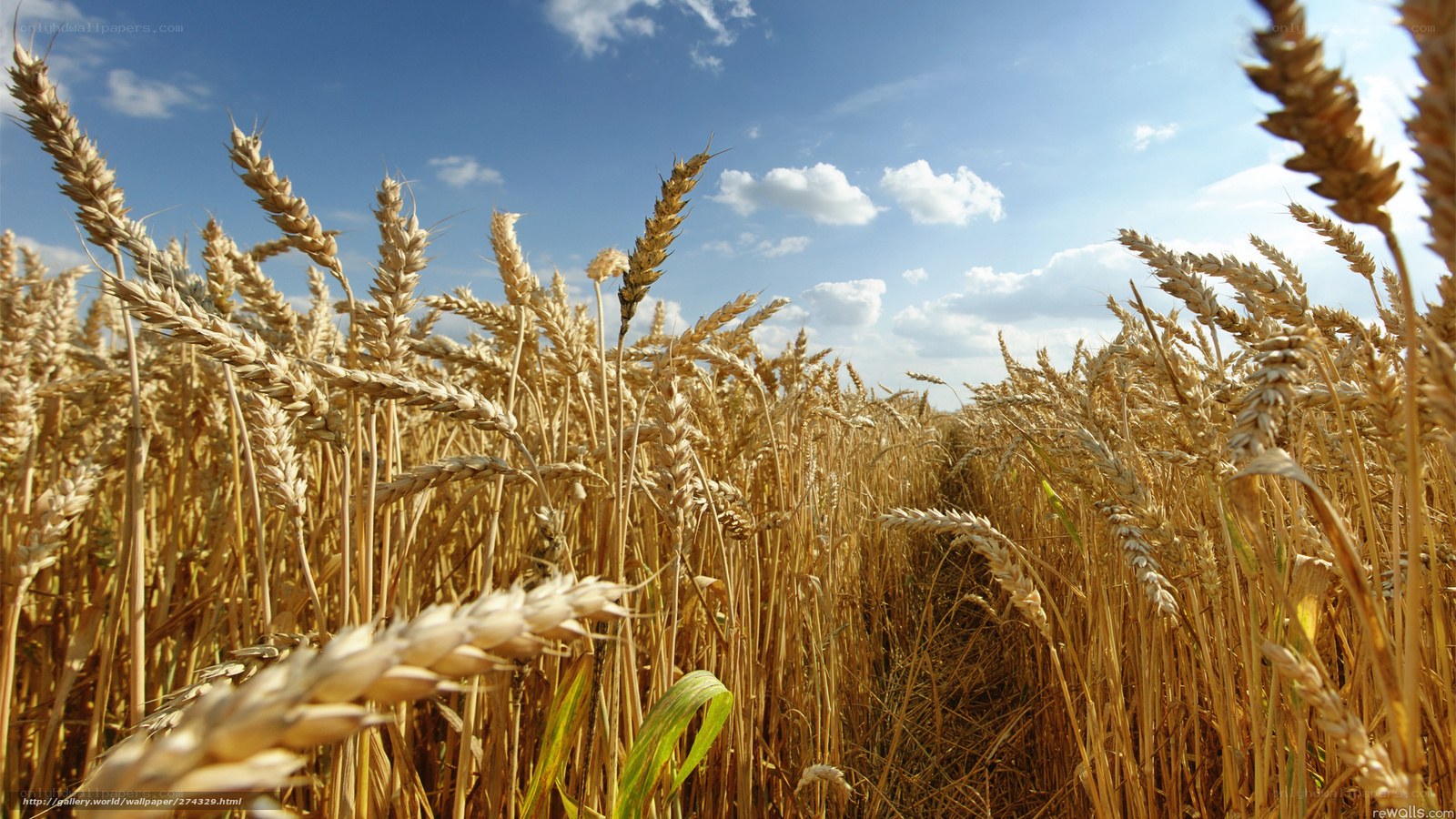 Golden wheat field under blue sky