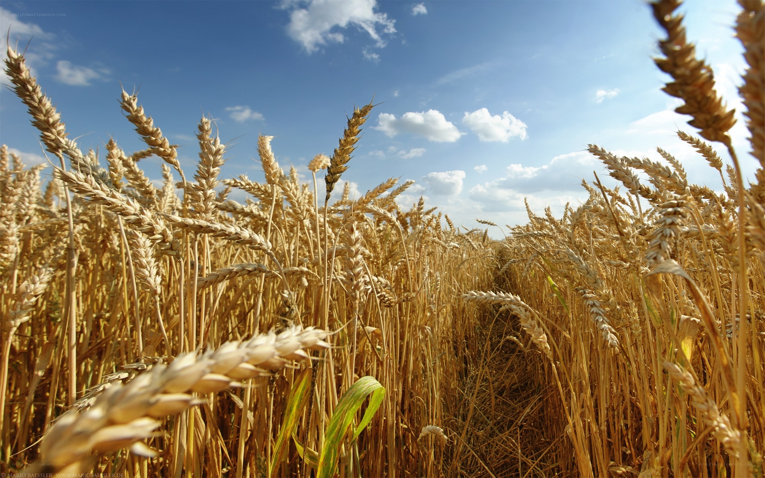 Golden wheat field under blue sky