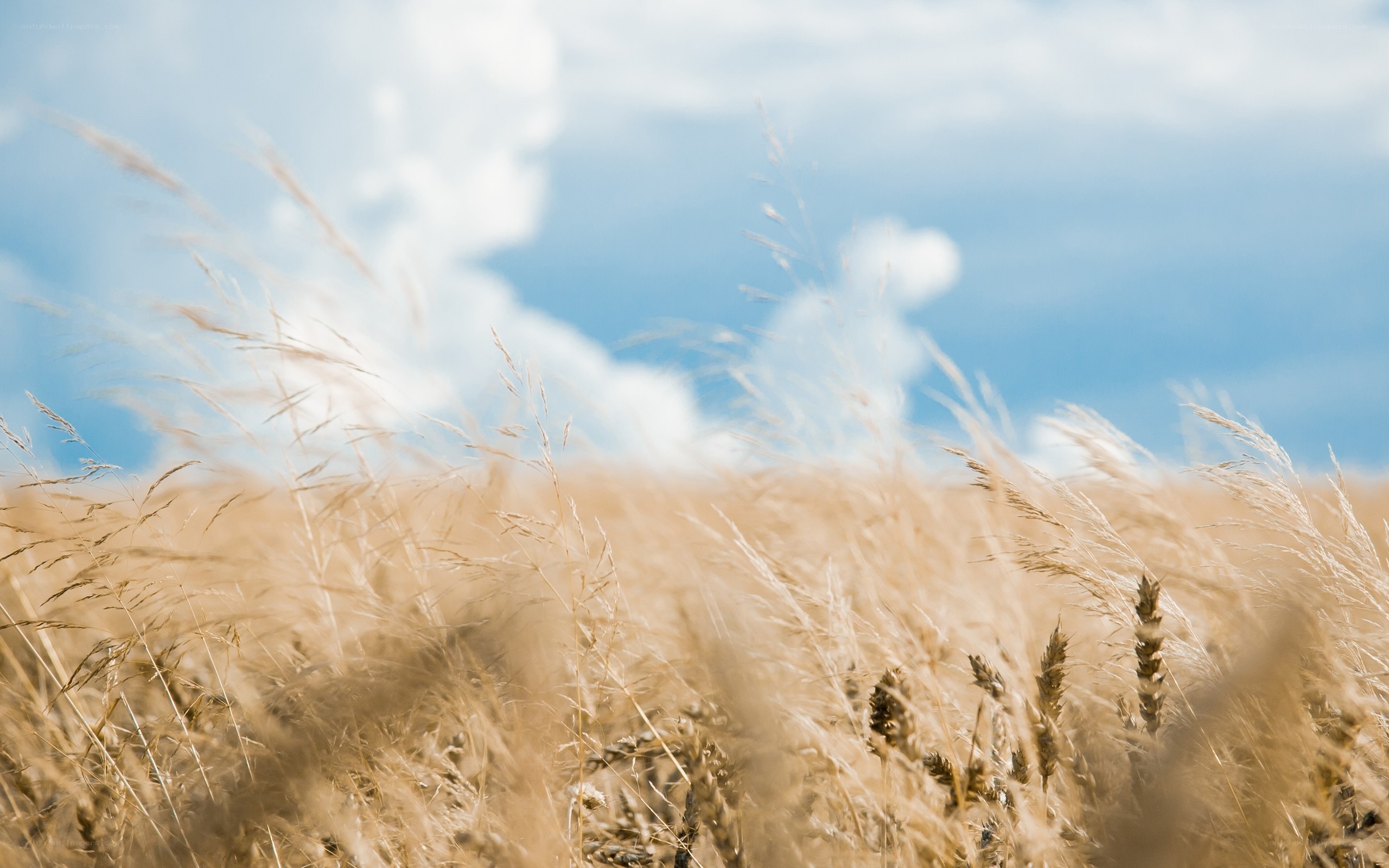 Golden wheat field under blue sky