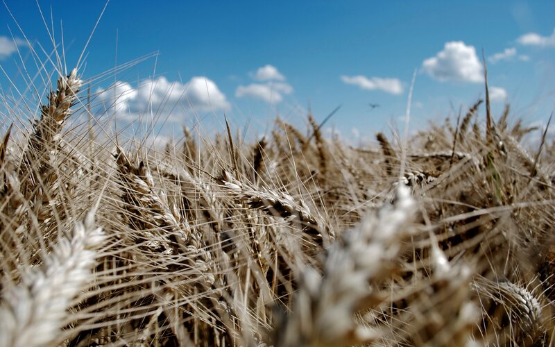 Golden wheat field under blue sky