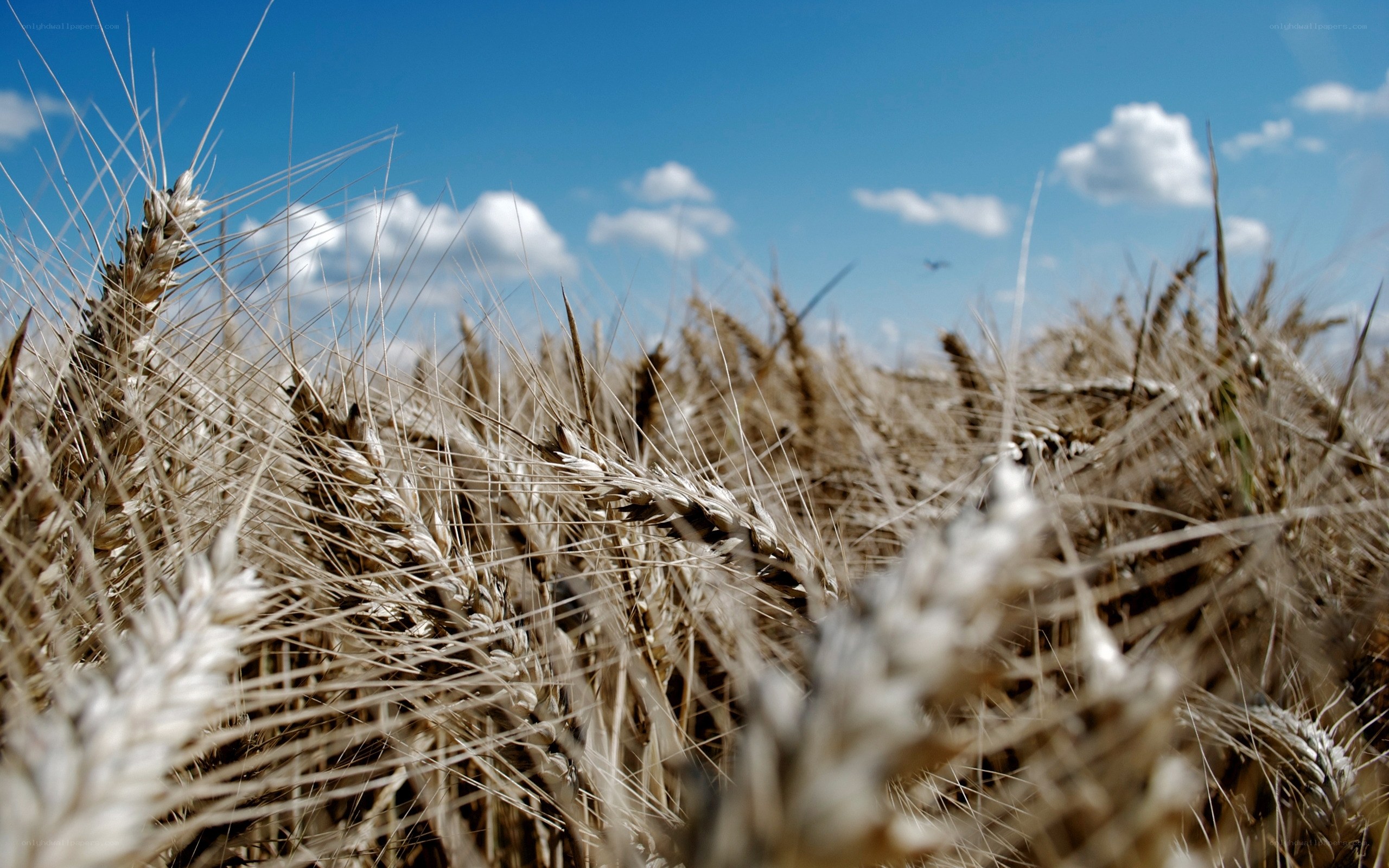 Golden wheat field under blue sky