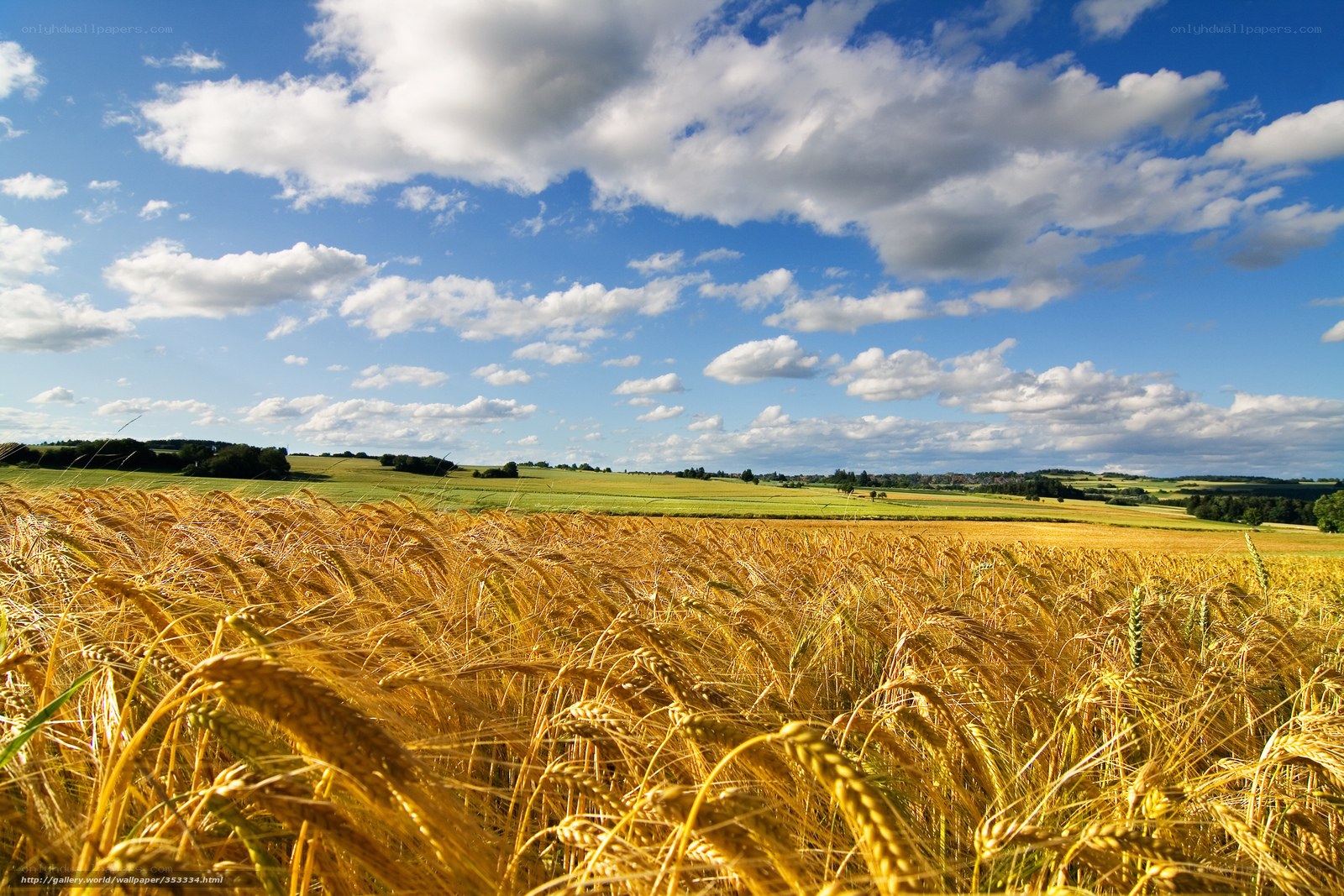 Golden wheat field under blue sky