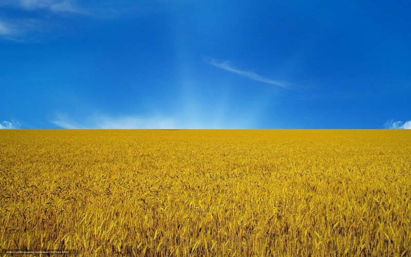 Golden wheat field under blue sky
