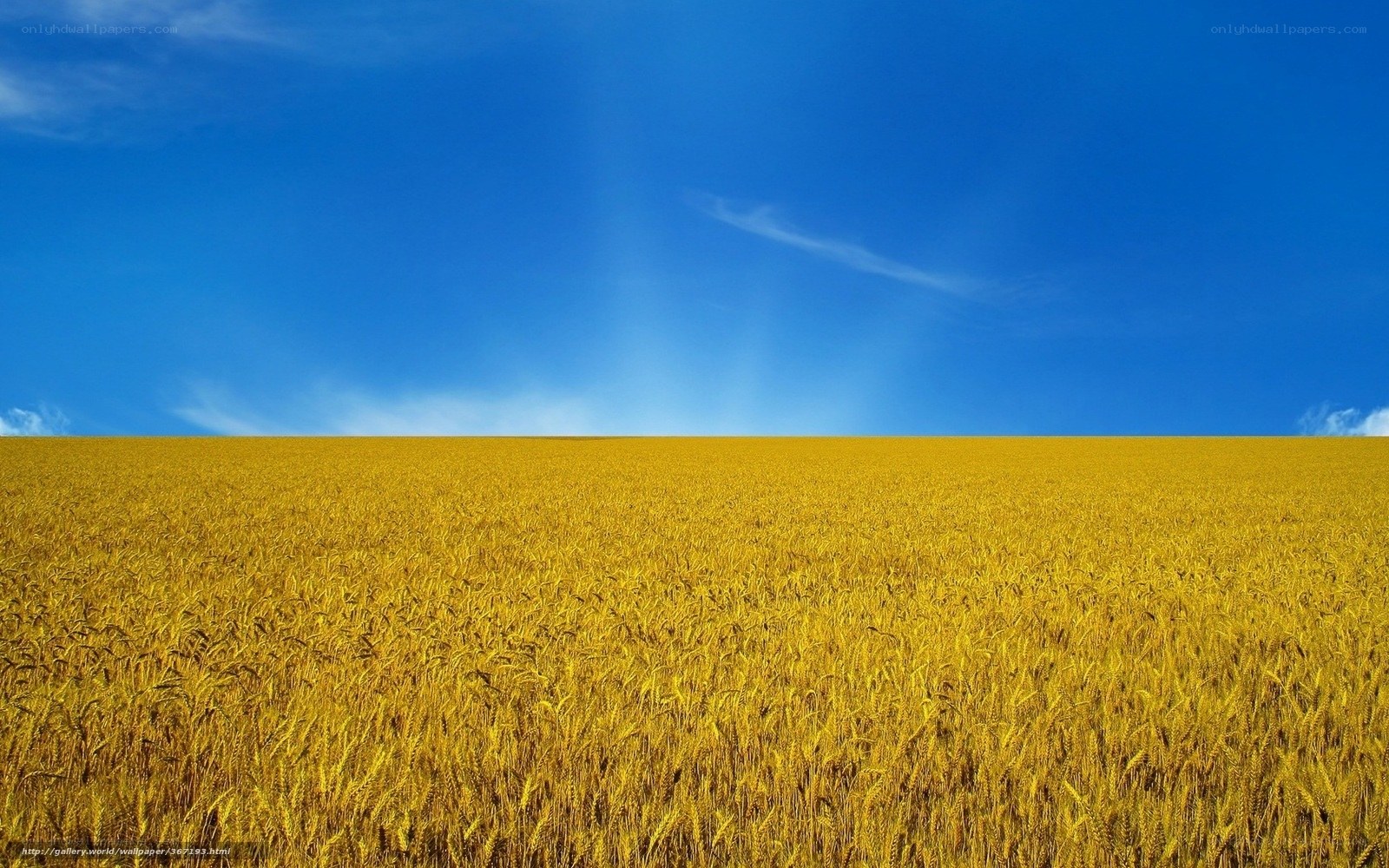 Golden wheat field under blue sky