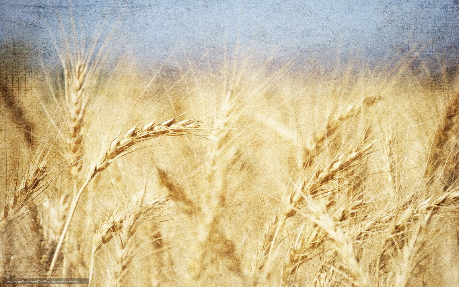 Golden wheat field under blue sky