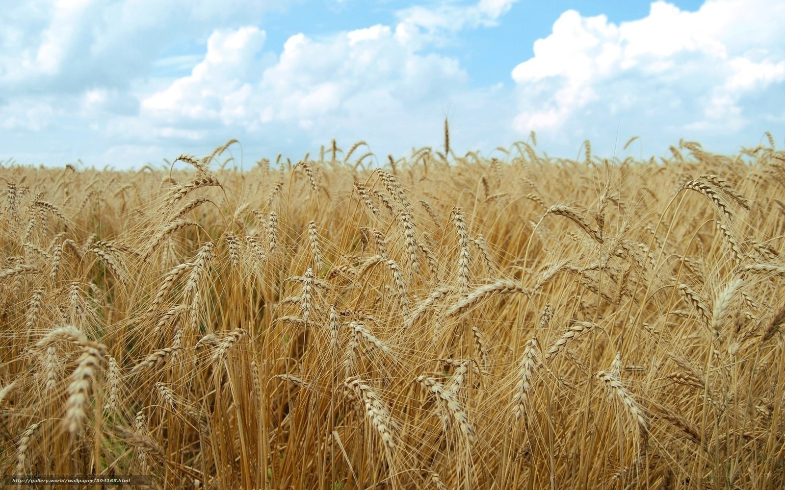 Golden wheat field under blue sky