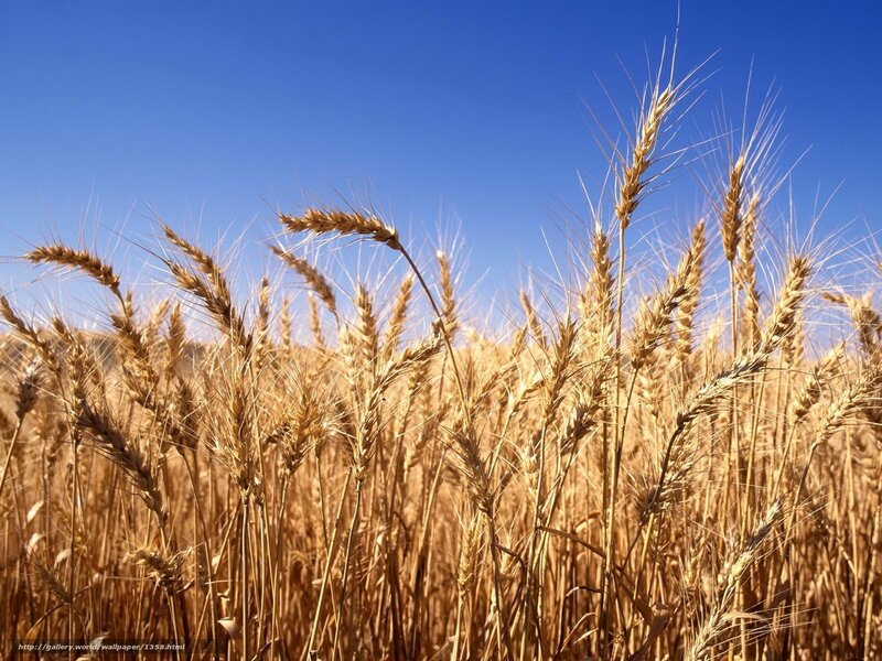 Golden wheat field under blue sky