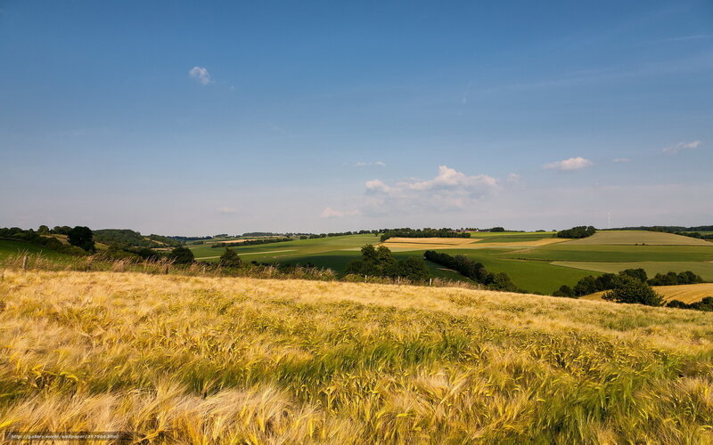 Golden wheat field under blue sky