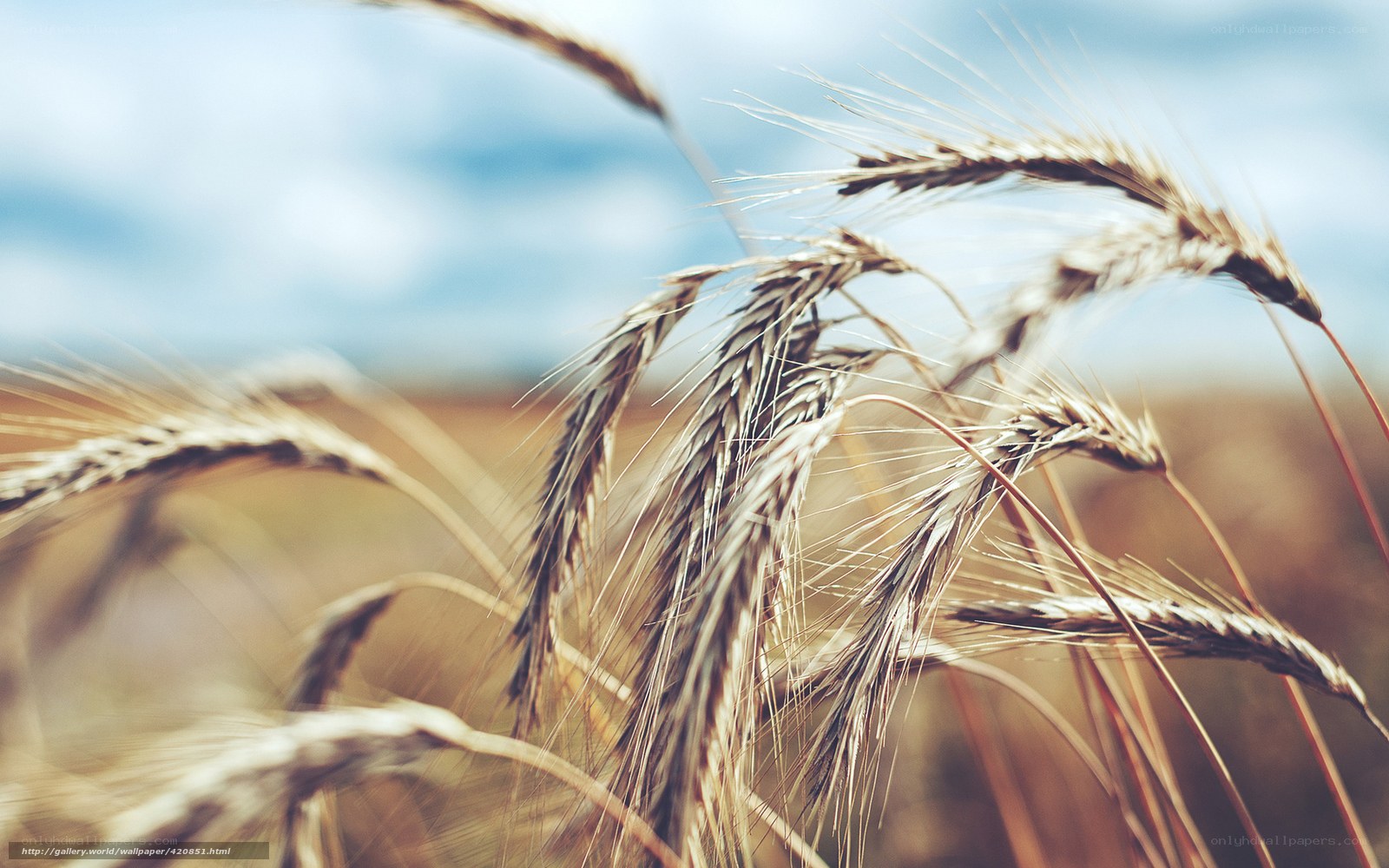 Golden wheat field under blue sky