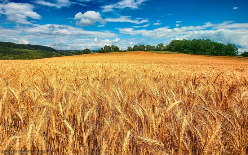 Golden wheat field under blue sky