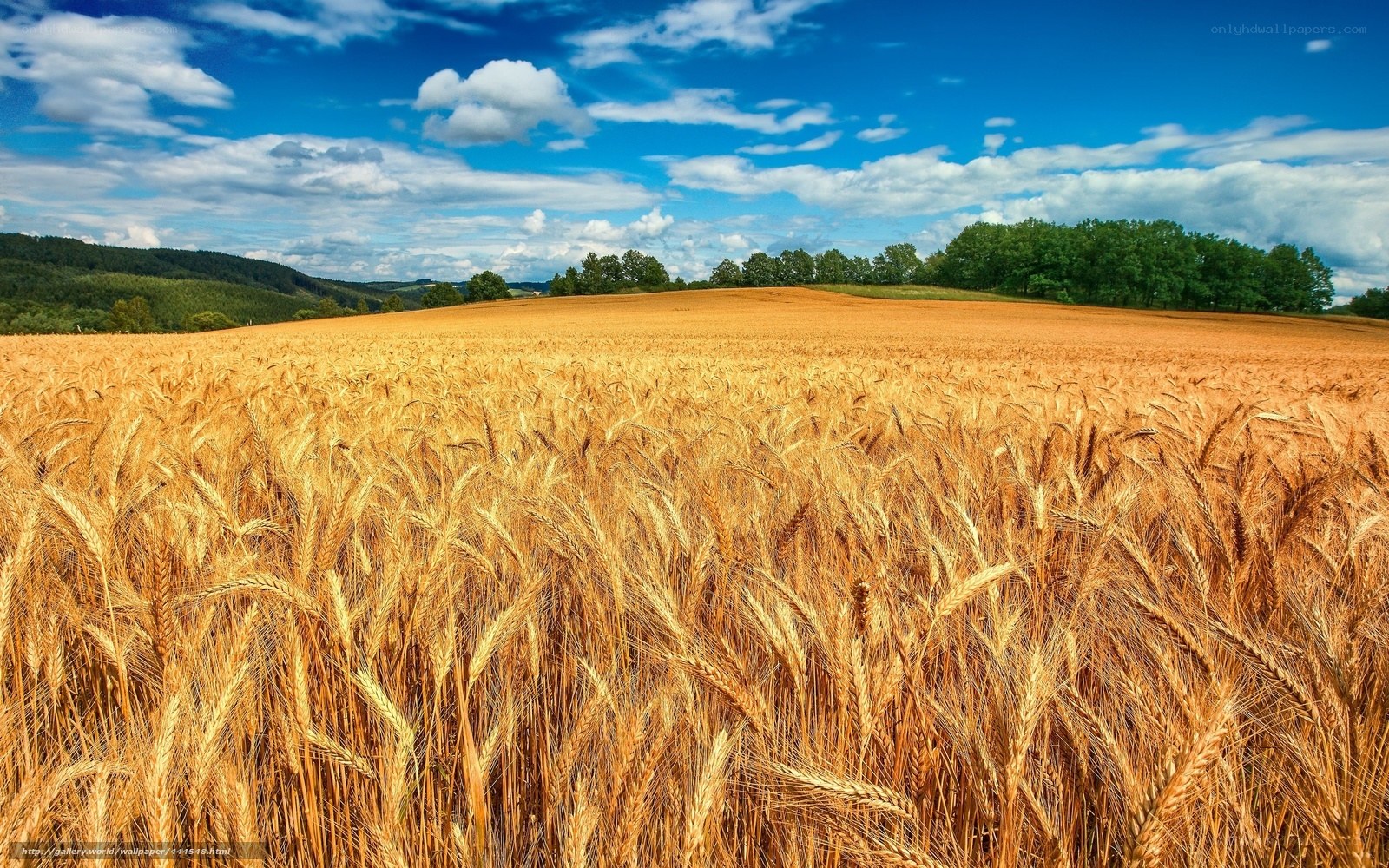 Golden wheat field under blue sky