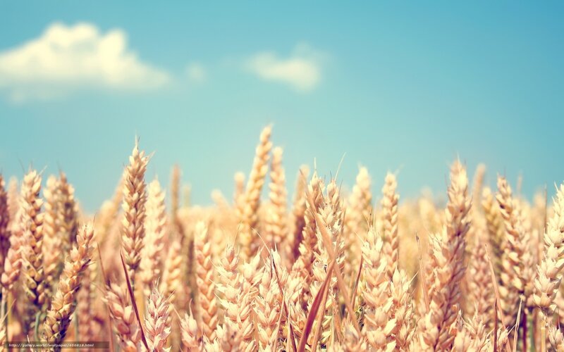 Golden wheat field under blue sky