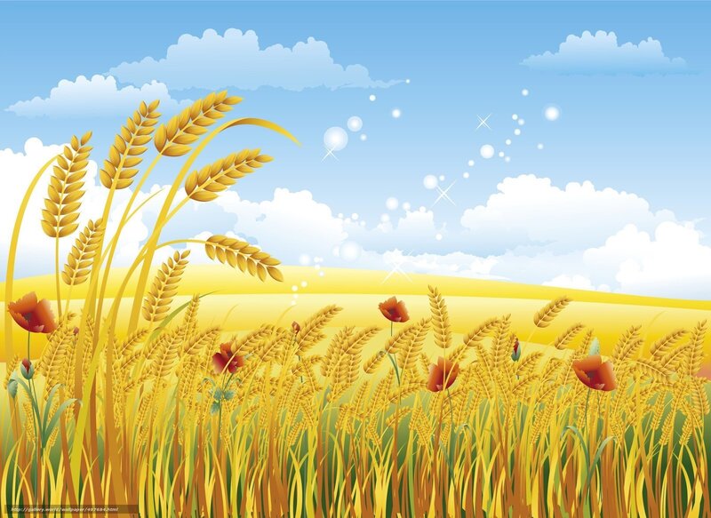 Golden wheat field under blue sky