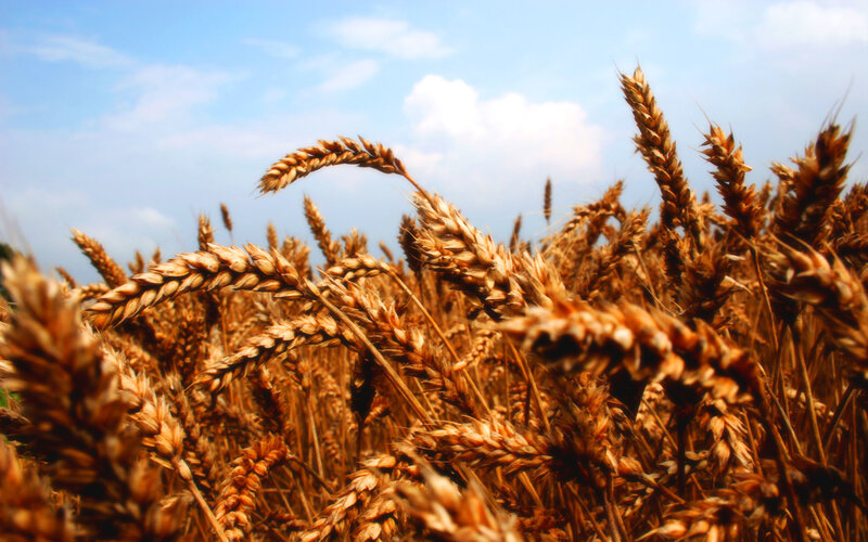 Golden wheat field under blue sky