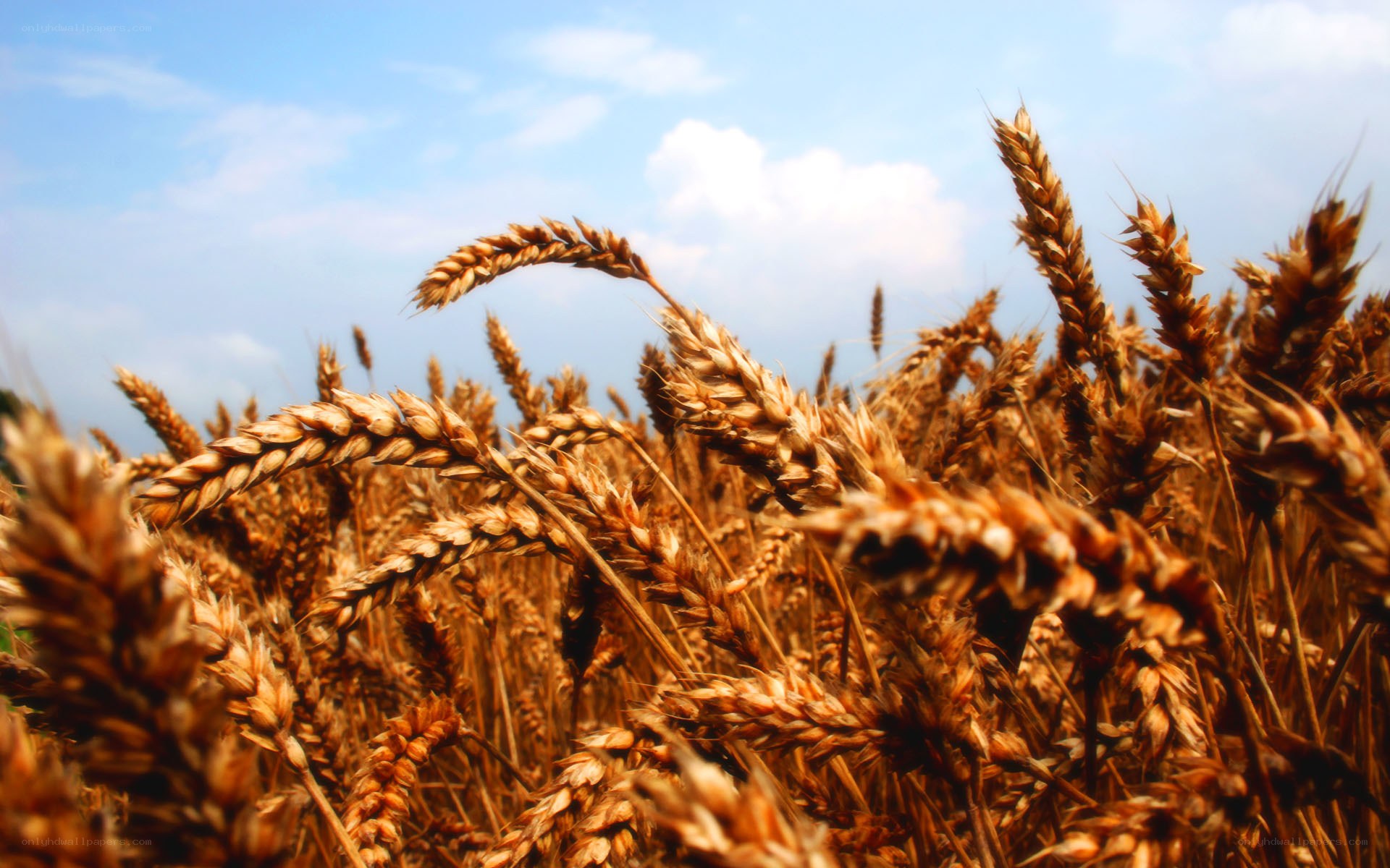 Golden wheat field under blue sky