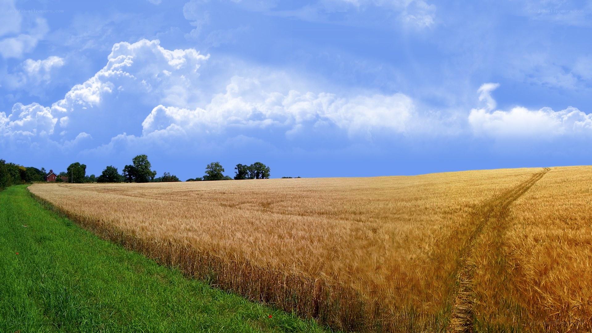 Golden wheat field under blue sky