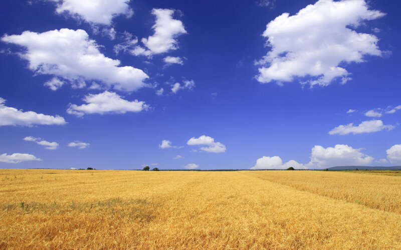 Golden wheat field under blue sky