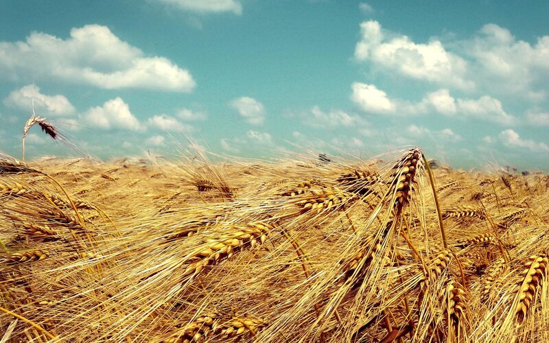 Golden wheat field under blue sky