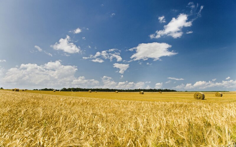 Golden wheat field under blue sky