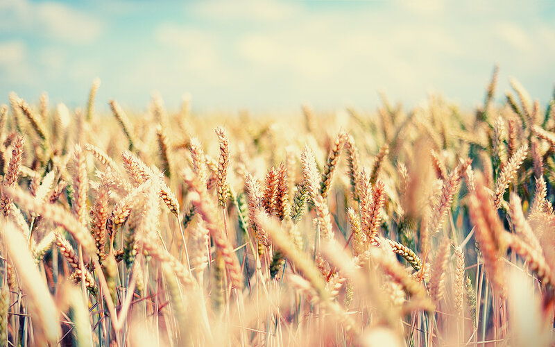 Golden wheat field under blue sky