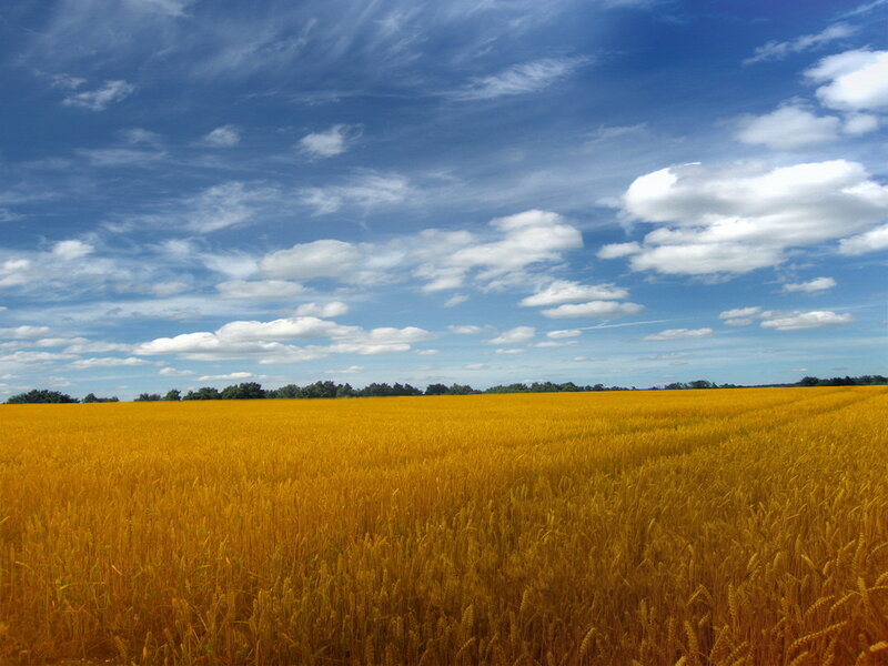 Golden wheat field under blue sky