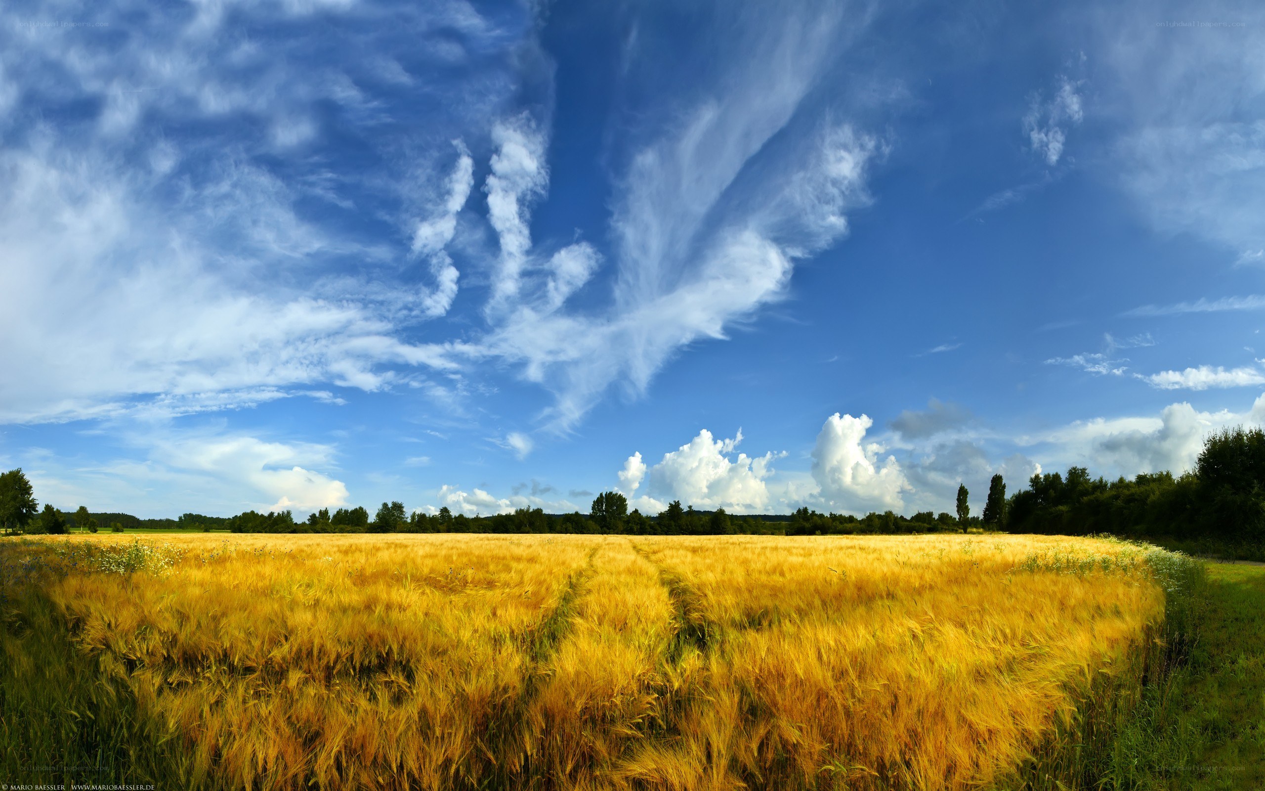 Golden wheat field under blue sky