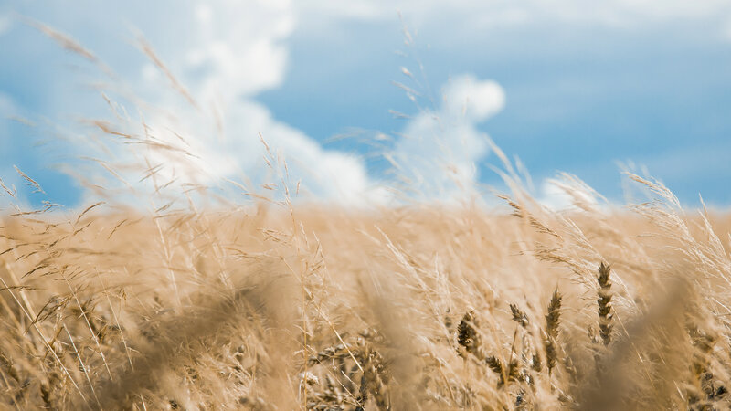 Golden wheat field under blue sky