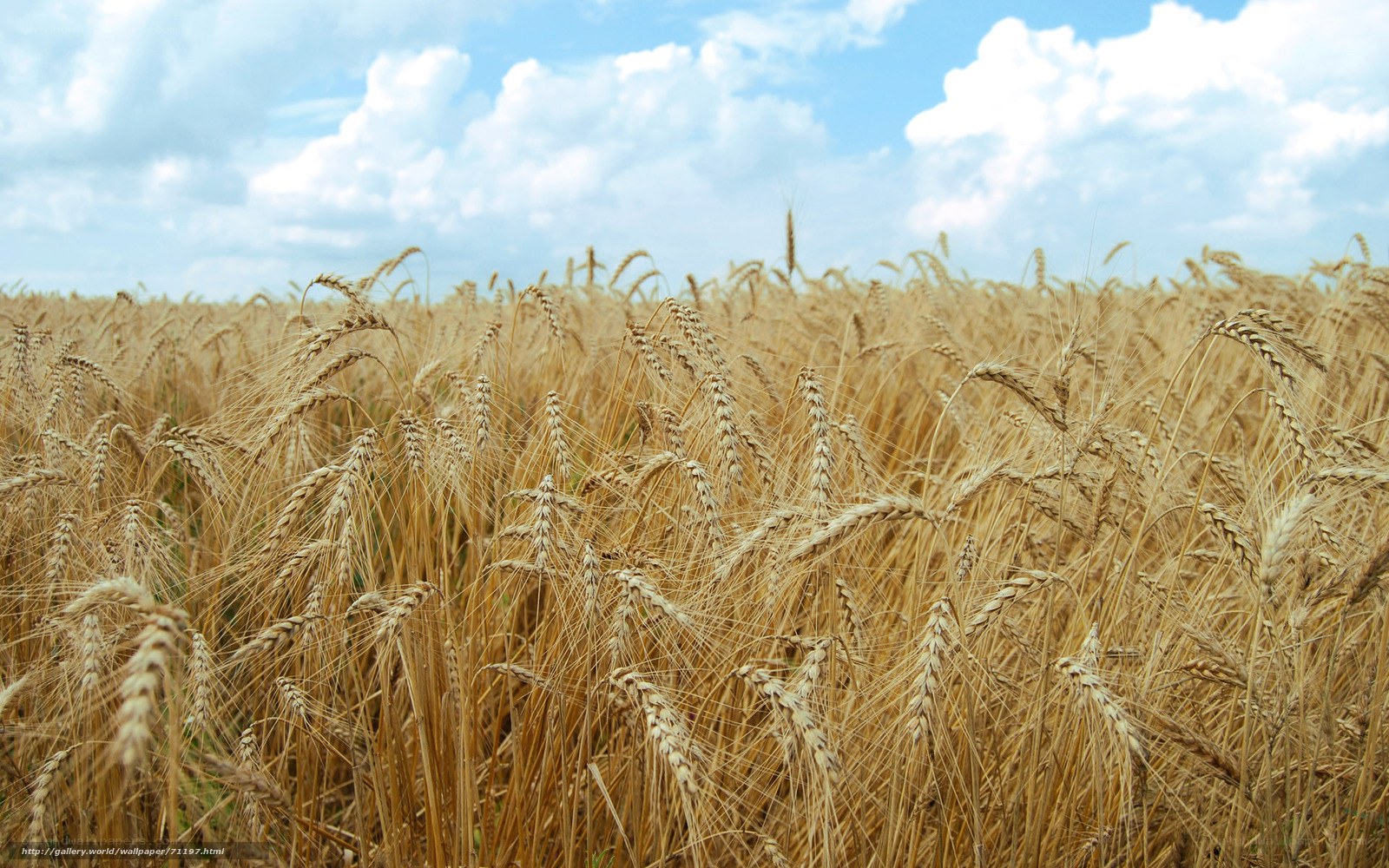 Golden wheat field under blue sky