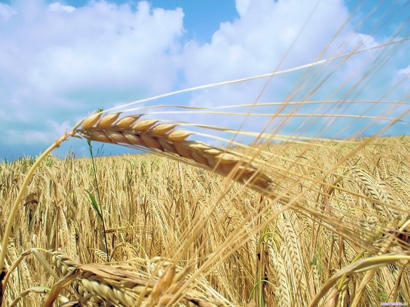 Golden wheat field under blue sky