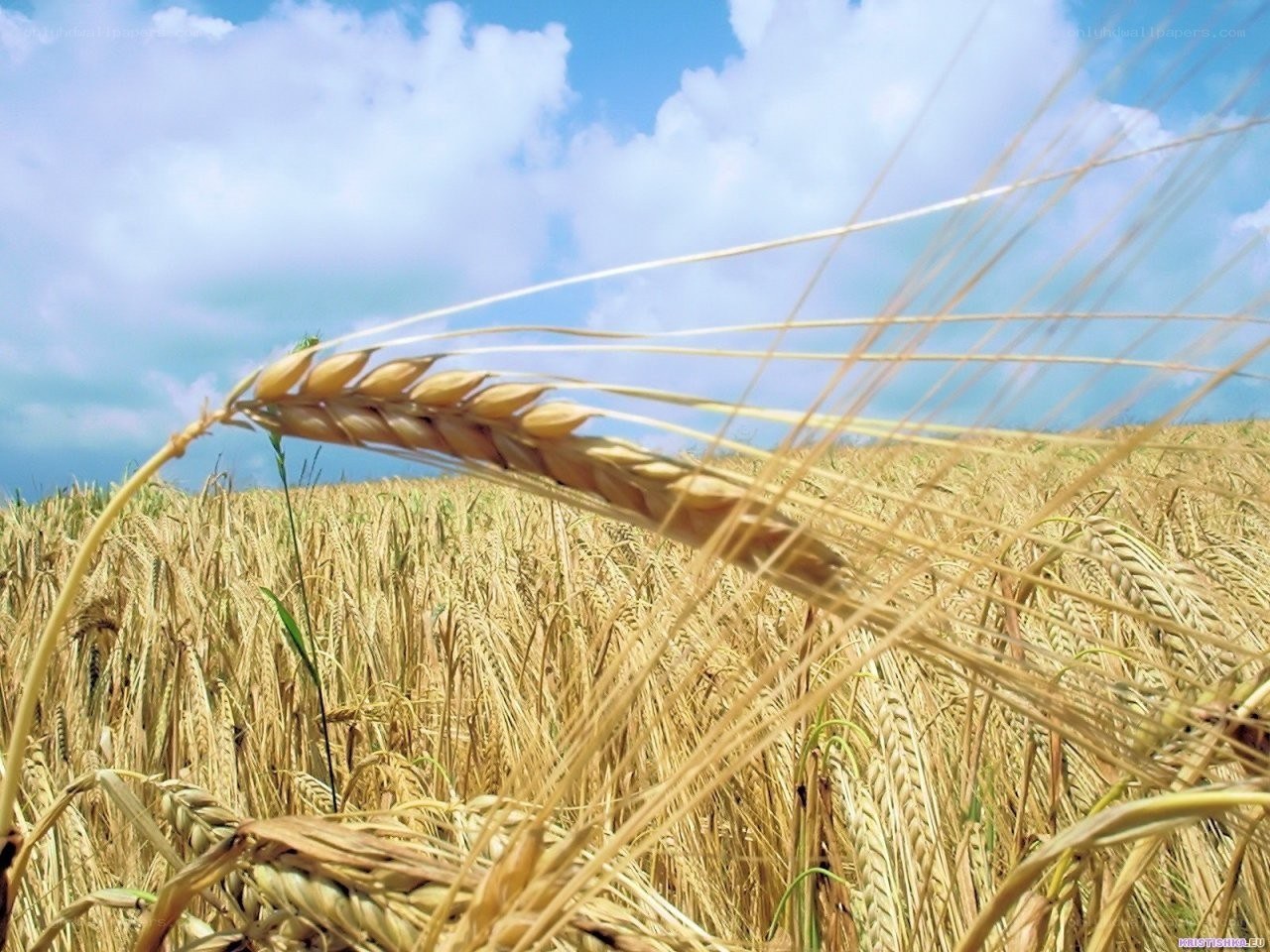 Golden wheat field under blue sky