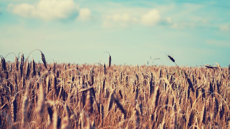 Golden wheat field under blue sky
