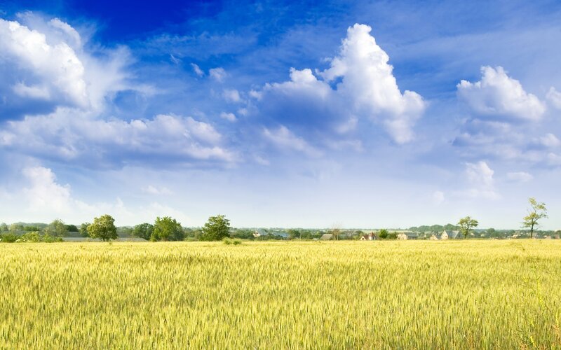 Golden wheat field under blue sky