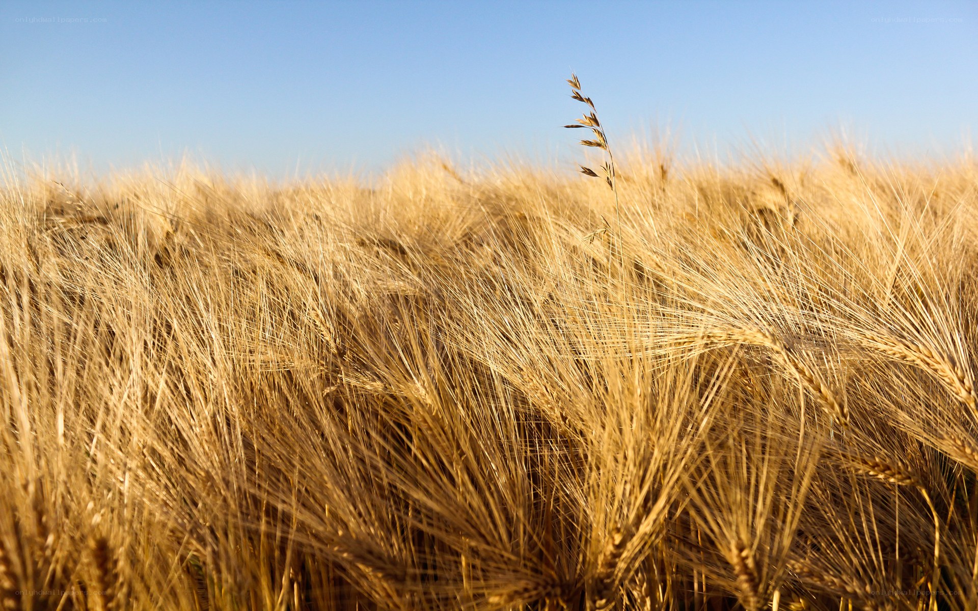 Golden wheat field under blue sky